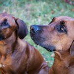 Rhodesian Ridgeback dog