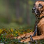 Rhodesian Ridgeback dog outdoors