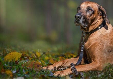 Rhodesian Ridgeback dog outdoors