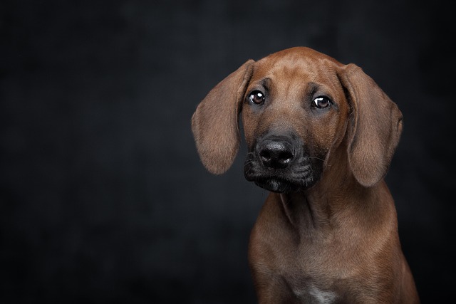 A Rhodesian Ridgeback resting comfortably on a large dog bed in a living room