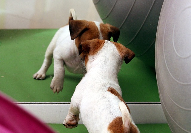 A Russell Terrier mix dog digging a hole in a garden