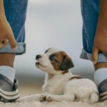 Russell Terrier mix playing