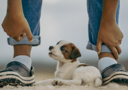 Russell Terrier mix playing
