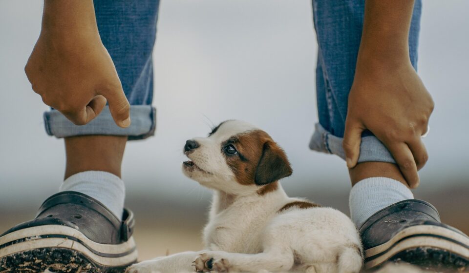 Russell Terrier mix playing