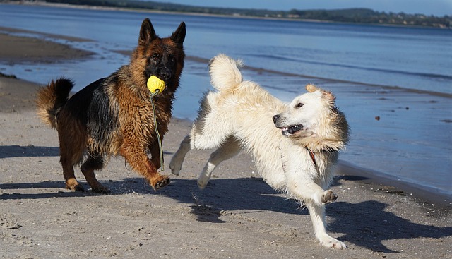 Shepherd golden dog running through a field with a toy in its mouth