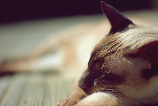 A Siamese cat cautiously sniffing a multi-compartment cat puzzle feeder