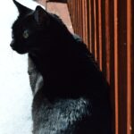 sleek black cat