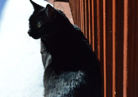 sleek black cat