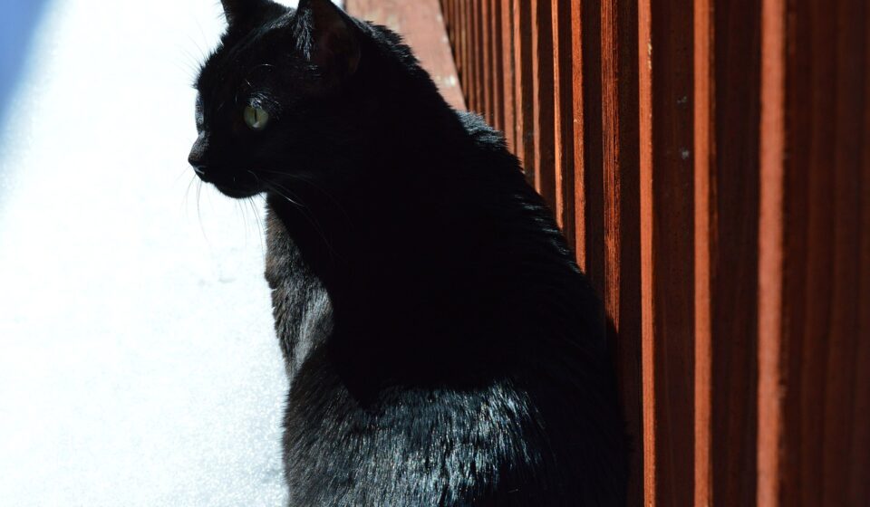 sleek black cat