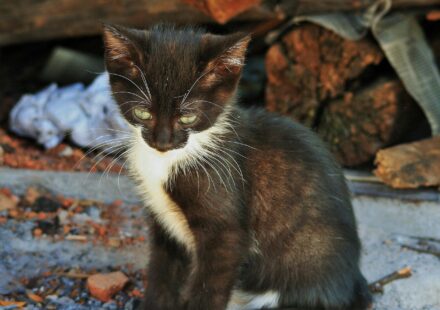 Timid Cat using Breeze Litter Box