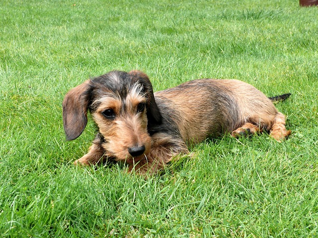 Veterinarian examining a Dachshund mix dog