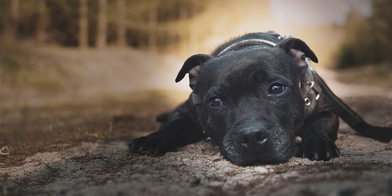 American Staffordshire Terrier playing