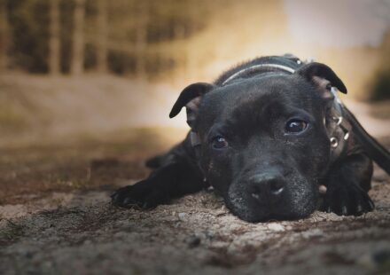 American Staffordshire Terrier playing