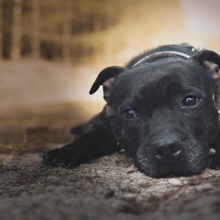 American Staffordshire Terrier playing