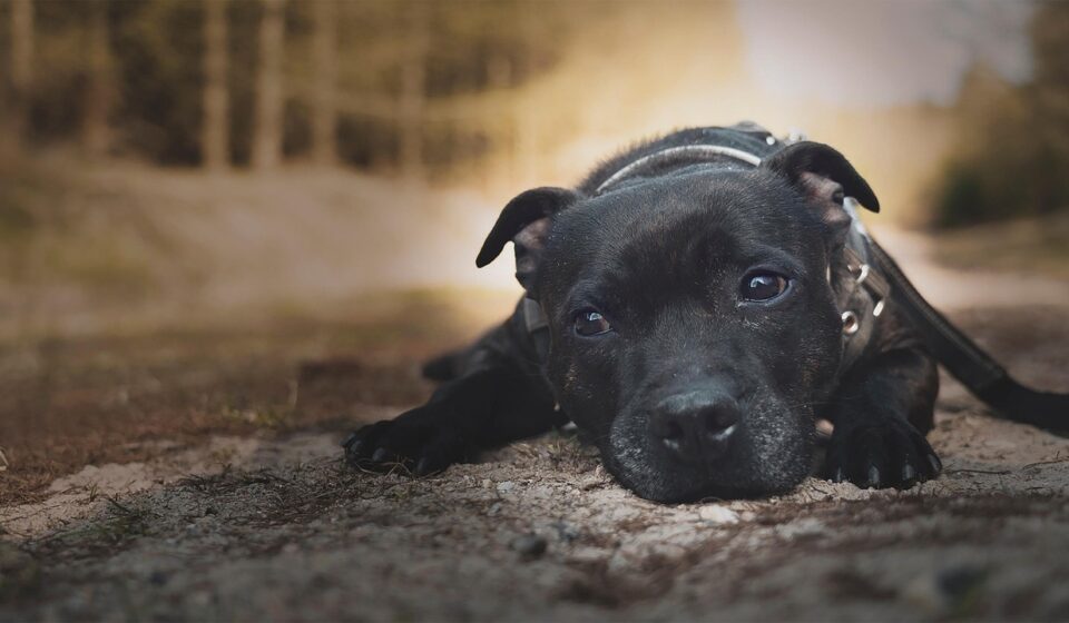 American Staffordshire Terrier playing