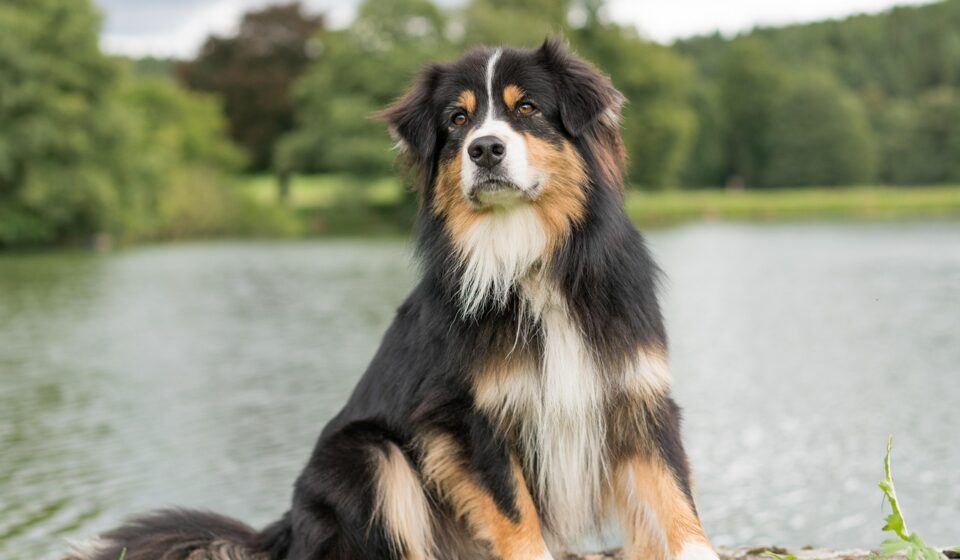 australian shepherd dog