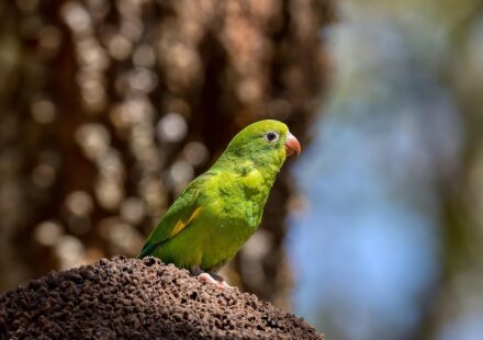 baby parrot feeding