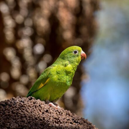 baby parrot feeding
