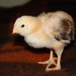 backyard chickens flock