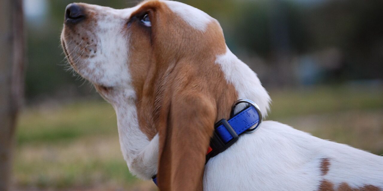 basset hound puppy litter