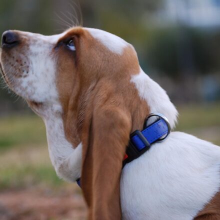 basset hound puppy litter