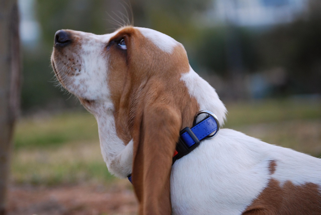 Basset Hound Puppies: Gentle Giants with Big Personalities