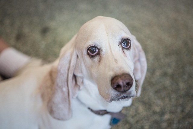 A Basset Hound sniffing the ground intently on a walk
