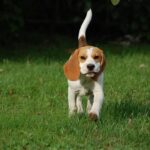 beagle boxer mix puppy