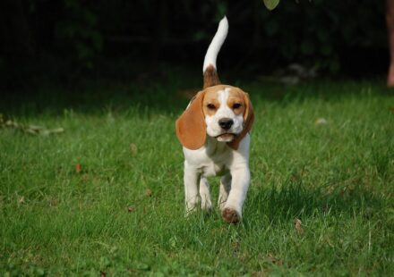 beagle boxer mix puppy