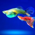 beginner aquarium fish