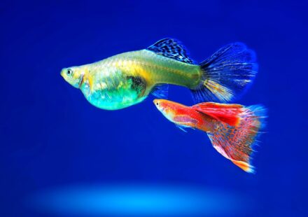 beginner aquarium fish