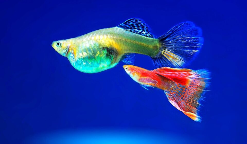 beginner aquarium fish