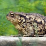 beginner pet frog species