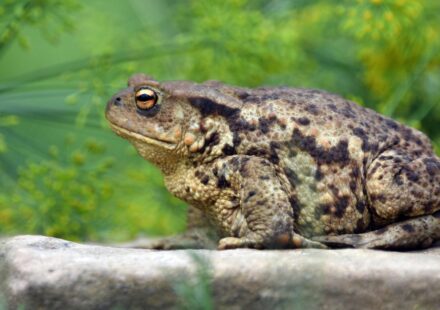 beginner pet frog species