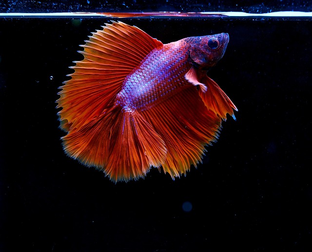 A betta fish interacting with a floating leaf ornament in its tank.