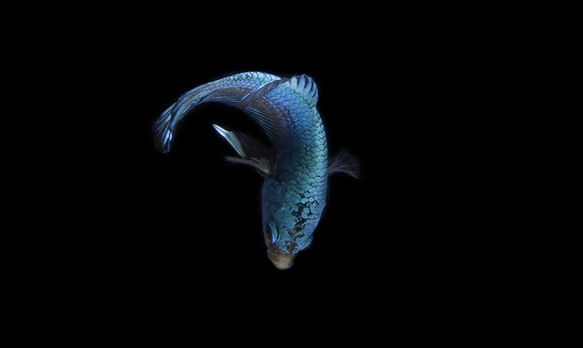 Betta fish swimming with a few small, peaceful tetras in a large aquarium
