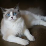 Beyond the Basics: Exploring Unique Cat Breeds in 2026