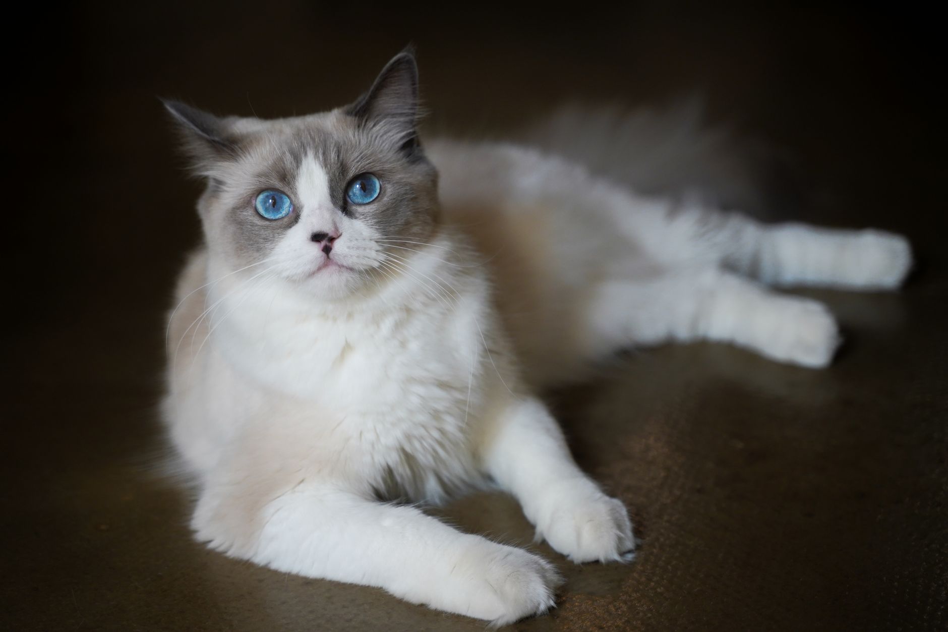 Beyond the Basics: Exploring Unique Cat Breeds