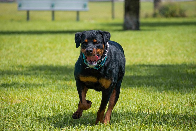A black dog playing fetch in a sunny park