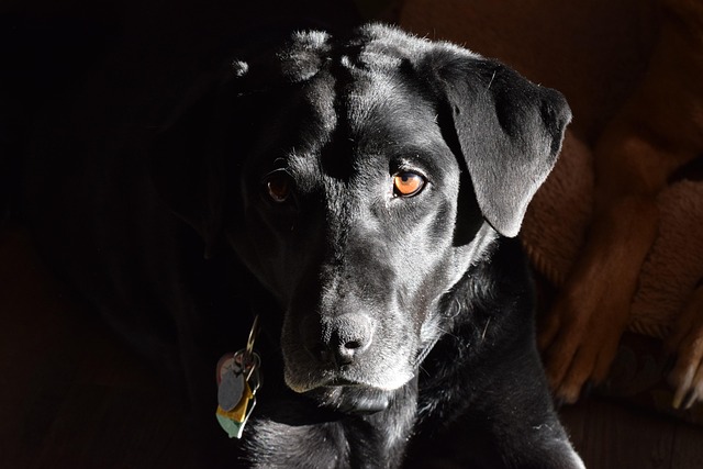 A black Labrador retriever panting happily while lying on a blue mesh elevated dog bed in a sunny garden