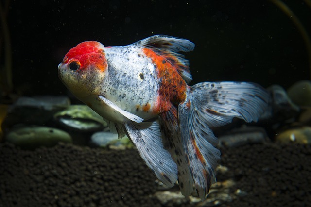 A Black Moor goldfish female being chased by two male Black Moor goldfish in a breeding tank with spawning mops.