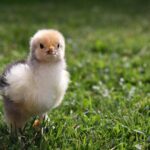 brahma chicken flock