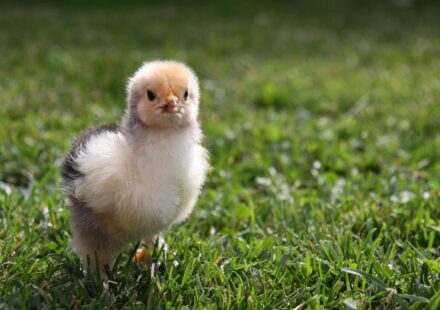 brahma chicken flock