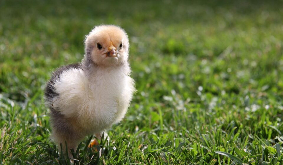 brahma chicken flock