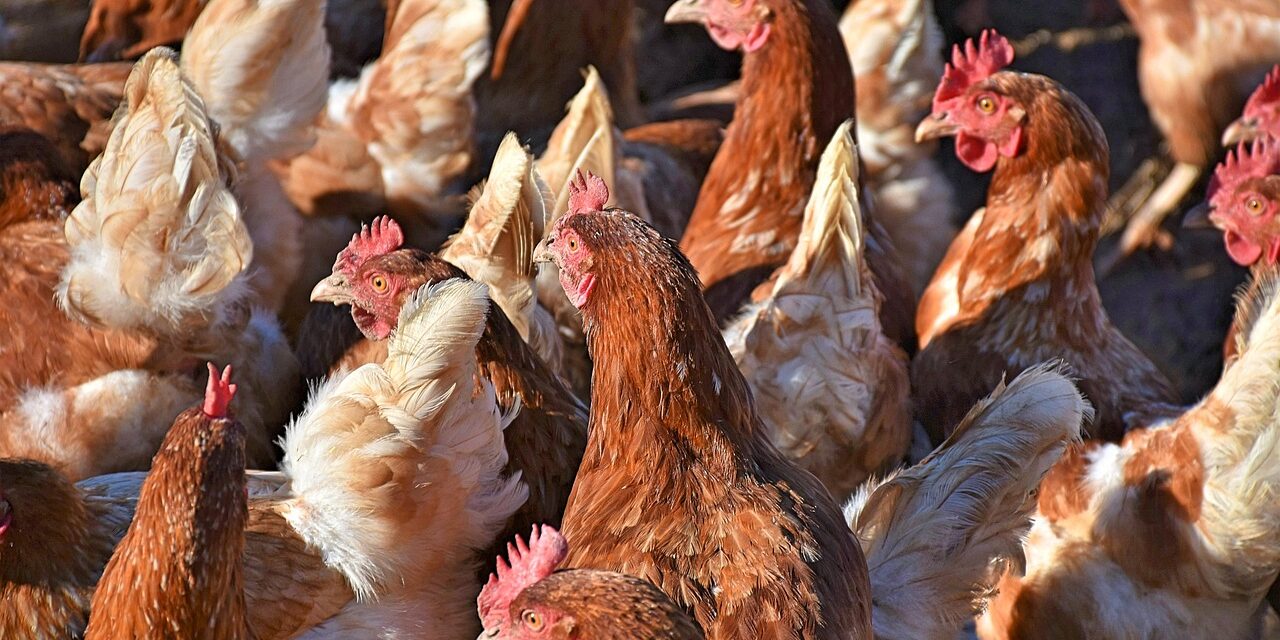 brahma chicken flock