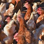 brahma chicken flock
