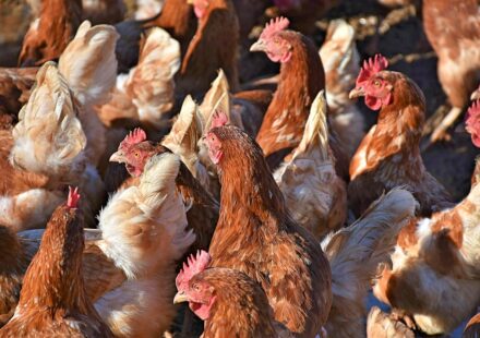 brahma chicken flock