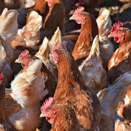 brahma chicken flock