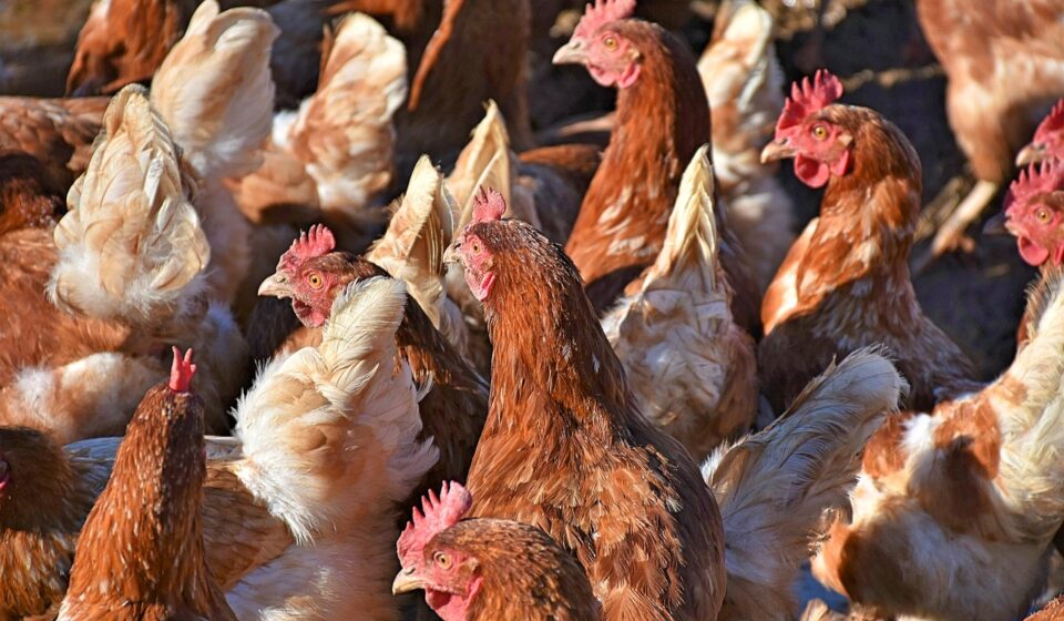 brahma chicken flock