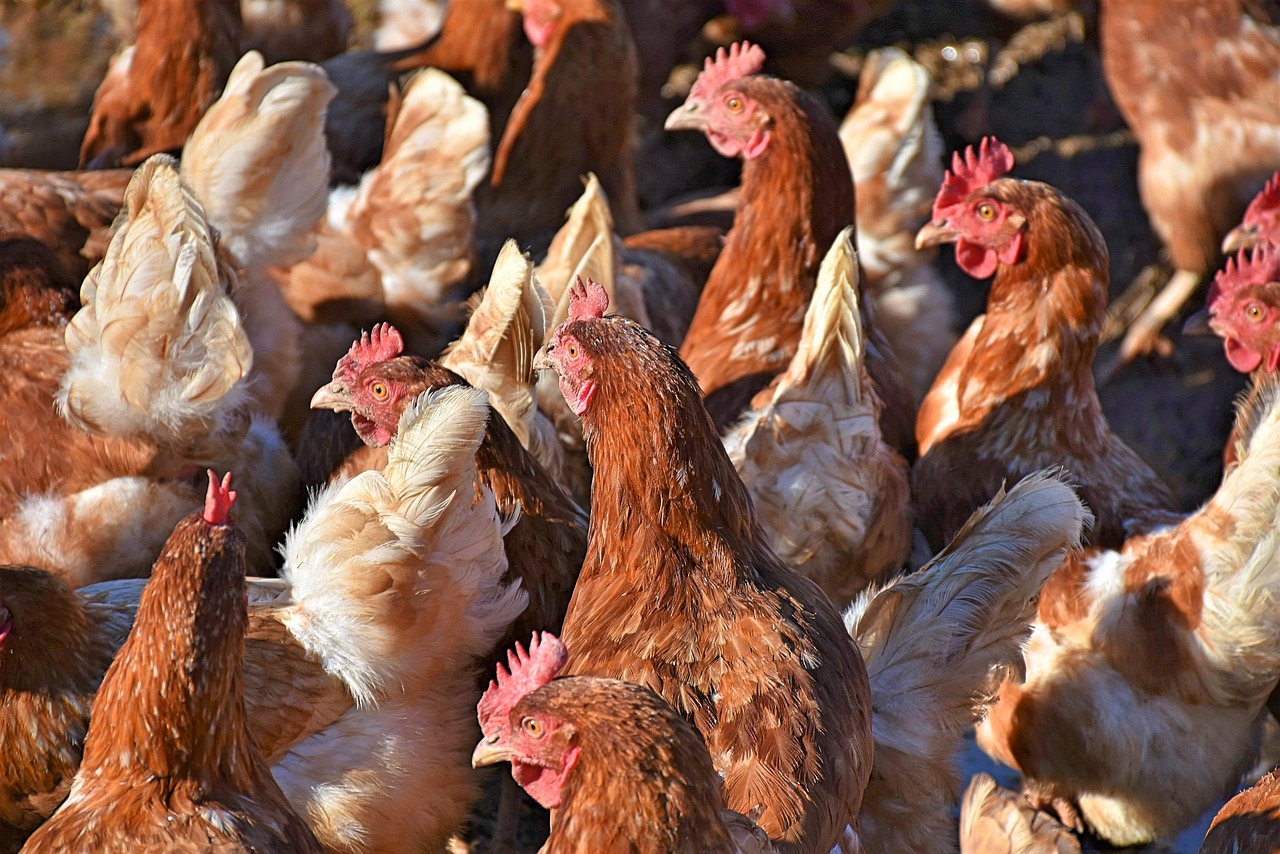 Brahma Chickens: The Gentle Giants for Your Flock